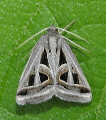 Callistege diagonalis