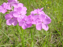 Phlox
