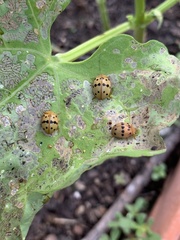 Epilachna varivestis