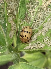 Epilachna varivestis