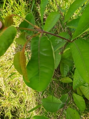 Vismia macrophylla