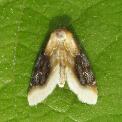 Chrysoecia scira