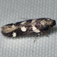 Filatima arizonella