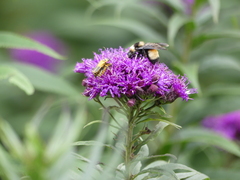 Bombus auricomus