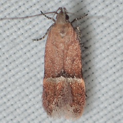 Eudactylota iobapta