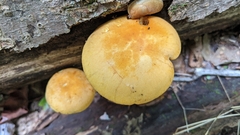 Gymnopilus luteus