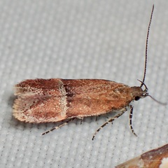 Eudactylota iobapta