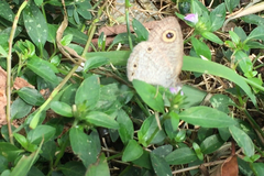 Ypthima pandocus corticaria