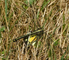 Dromogomphus spinosus