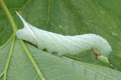 Smerinthus ocellata