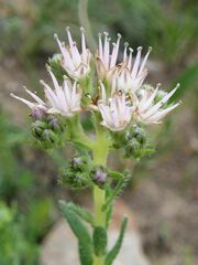 Lobostemon capitatus