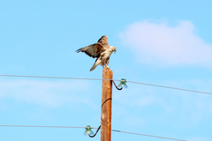 Buteo hemilasius