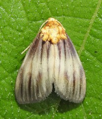 Eulithosia plesioglauca