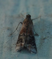 Euzophera semifuneralis