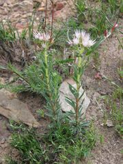 Lobostemon capitatus