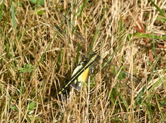 Dromogomphus spinosus