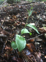 Epipactis placentina