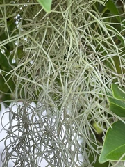 Tillandsia usneoides
