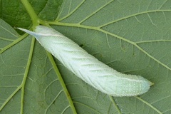 Smerinthus ocellata