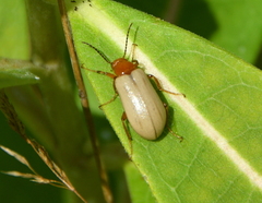 Zonitis bilineata