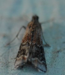 Euzophera semifuneralis