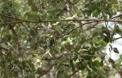 Meliphaga lewinii