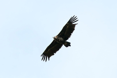 Aegypius monachus