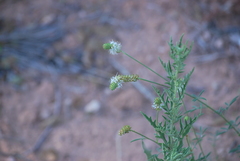 Dalea candida