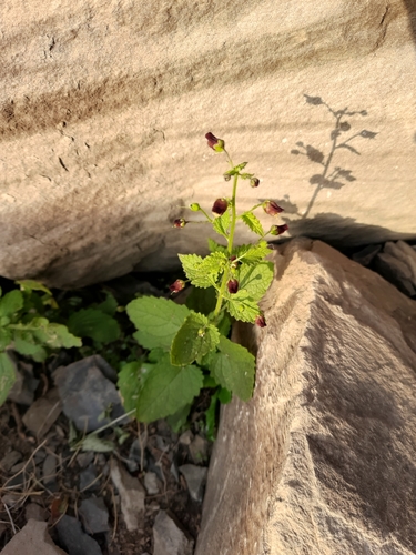 Image of Scrophularia scopolii by (c) Виктория Билоус, some rights reserved (CC BY)
