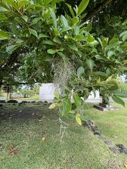 Tillandsia usneoides
