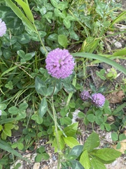 Trifolium pratense
