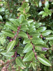 Vaccinium ovatum