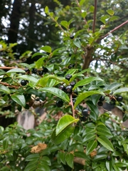 Vaccinium ovatum