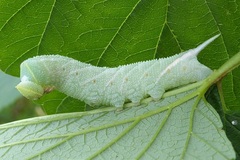 Smerinthus ocellata