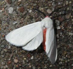 Pygarctia roseicapitis