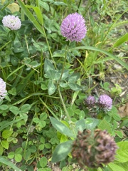 Trifolium pratense