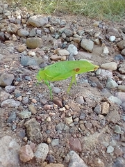 Stilpnochlora azteca
