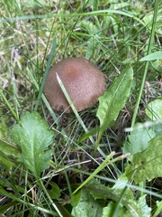 Panaeolus foenisecii