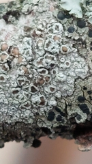 Lecanora