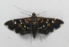 Diathrausta harlequinalis