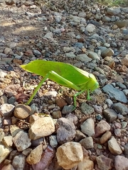 Stilpnochlora azteca
