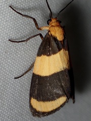 Eudesmia arida