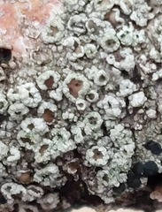 Lecanora