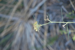 Asclepias engelmanniana