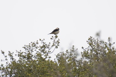 Oenanthe melanoleuca