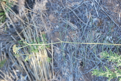 Asclepias engelmanniana