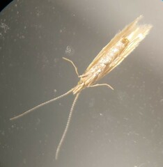 Ypsolopha sp-sw
