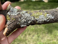 Lecanoromycetidae