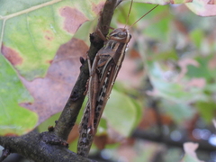 Schistocerca americana