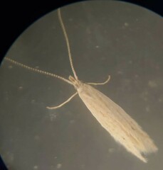 Ypsolopha sp-sw